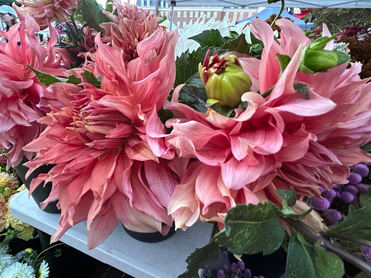 Dahlia Dreams Workshop w/ Walking Wind Farm & Florist- September 18, 6-7 PM